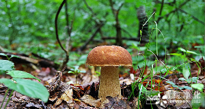 食用菌凈化車間設(shè)計、施工、安裝、檢測專業(yè)廠家